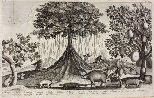 Histoire generale des Antilles habitées par les François / Jean-Baptiste du Tertre.- Paris : Thomas Jolly , 1667-1671 (Poitiers, Bibliothèque universitaire, Fonds ancien, M 37515)
