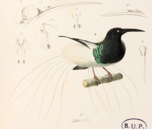 Épimaque à douze filets, aujourd'hui paradisier multifil, dans Le règne animal distribué d'après son organisation / Georges Cuvier. Les oiseaux. Atlas / Alcide d'Orbigny.- Paris : Fortin, Masson, [1836-1849] Poitiers, Bibliothèque universitaire, Fonds ancien, M 5446-04