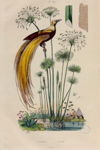 Paradisier grand-émeraude, gravure sur acier colorée à la main, dans Dictionnaire pittoresque d'histoire naturelle et des phénomènes de la nature / dir. Félix-Edouard‎ Guérin-Méneville. Tome septième.- Paris‎ : au Bureau de souscription‎, 1838 Poitiers, Bibliothèque universitaire, Fonds ancien, M 7258-07