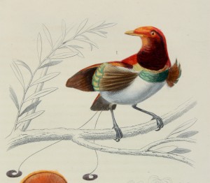 Le manucode, aujourd'hui paradisier royal, gravure sur acier colorée à la main, dans Œuvres complètes / Georges-Louis Leclerc de Buffon ; éd. Jean-Louis de Lanessan. Tome cinquième, Oiseaux.- Paris : A. Le Vasseur, [1884-1885] Poitiers, Bibliothèque universitaire, Fonds ancien, M 6034-05