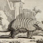 histoire-naturelle-generale-et-particuliere-georges-louis-leclerc-comte-de-buffon-paris-imprimerie-nationale-1774-