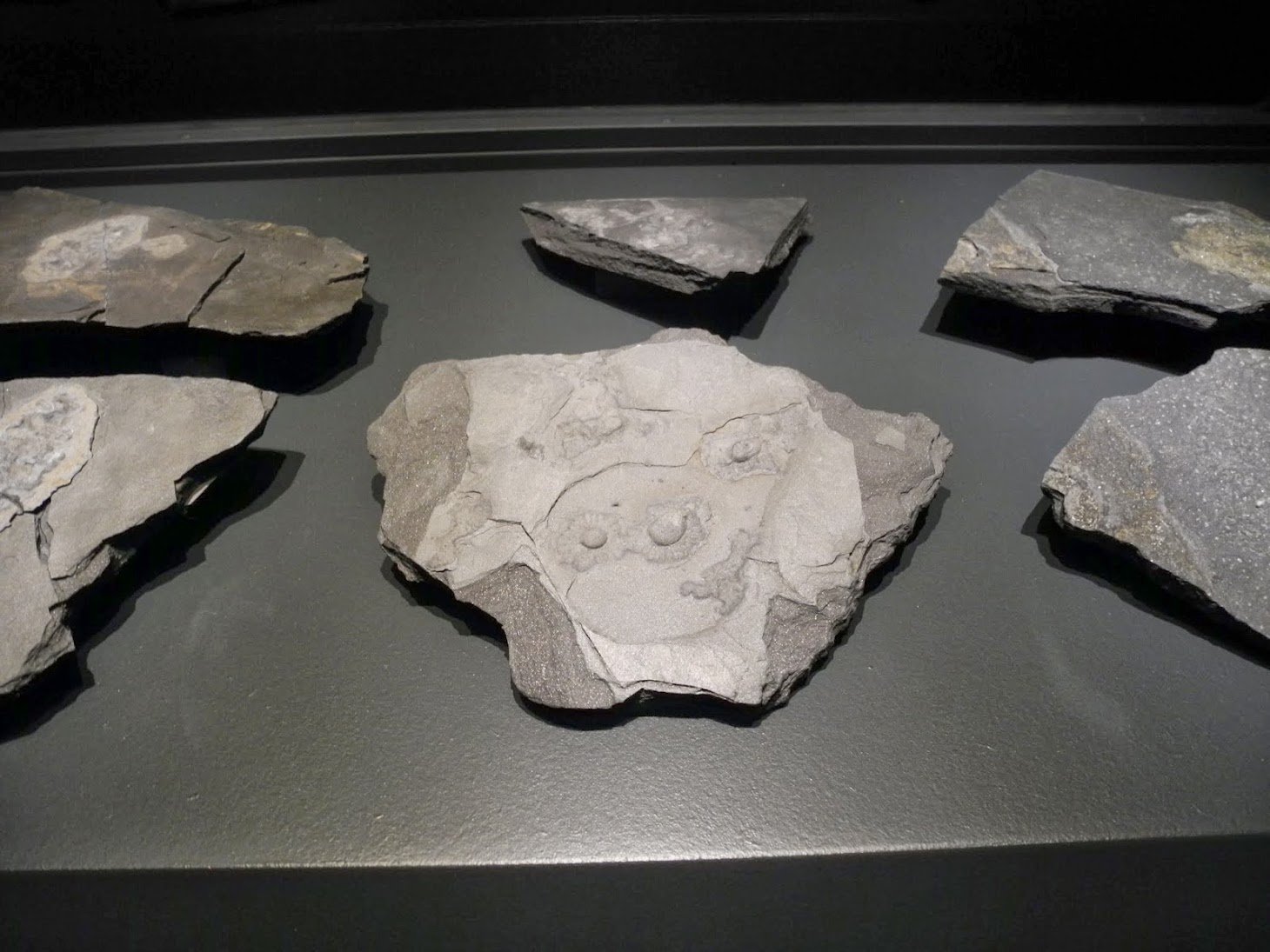 Exposition Gabonionta NHM - Wien 2014