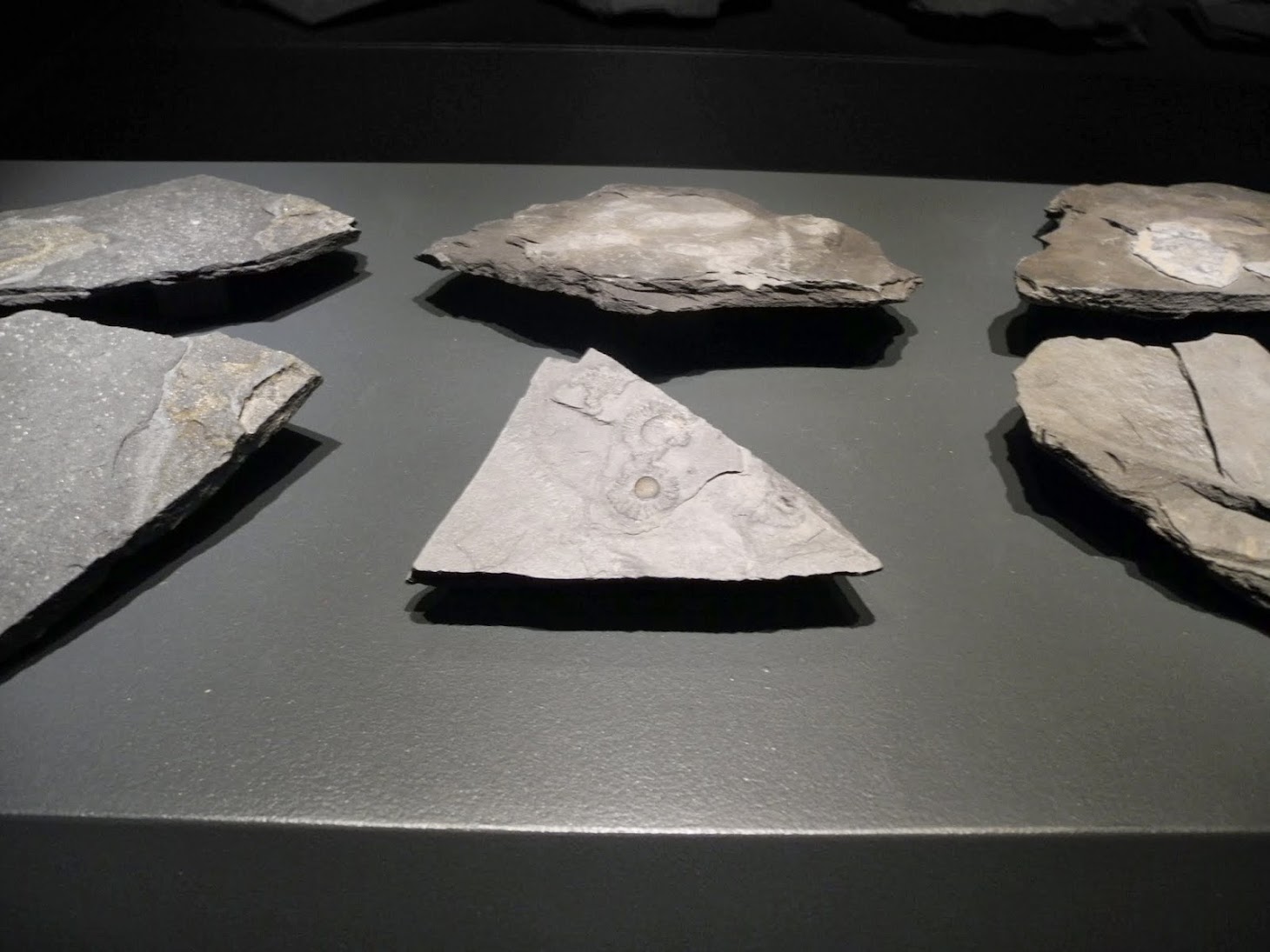 Exposition Gabonionta NHM - Wien 2014
