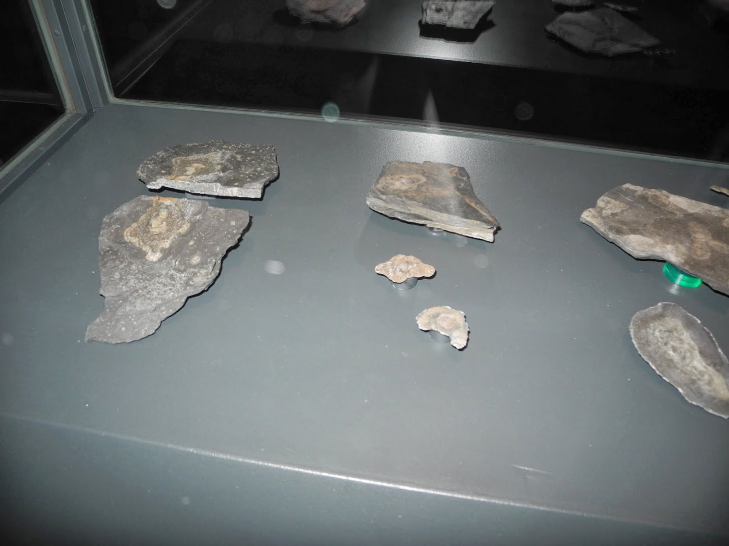 Exposition Gabonionta NHM - Wien 2014