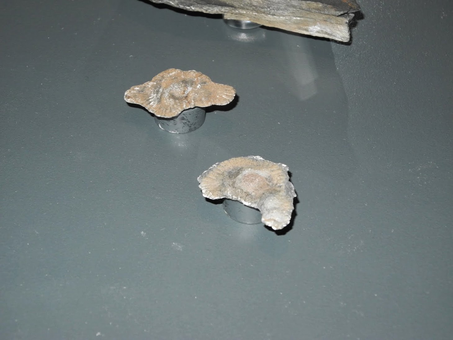 Exposition Gabonionta NHM - Wien 2014