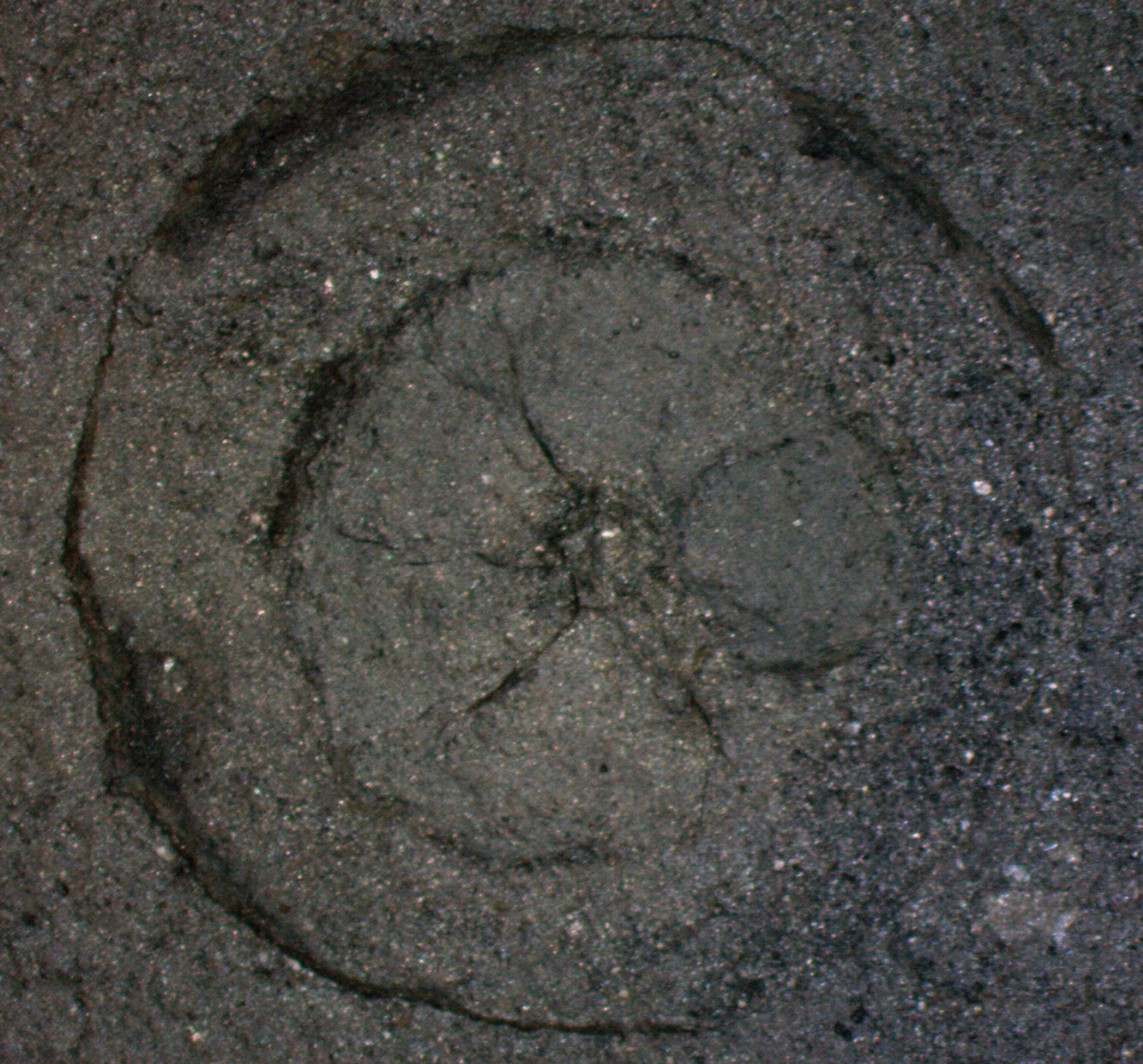Gabonionta photo 4
