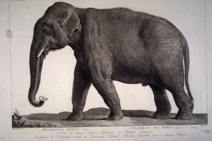 Eléphant Hans, muséum de Bourges