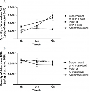 E. Maisonneuve, E. Cateau, N. Leveque, S. Kaaki, A. Beby-Defaux, et M.-H. Rodier, « Acanthamoeba castellanii is not be an adequate model to study human adenovirus interactions with macrophagic cells », PLOS ONE, vol. 12, no 6, p. e0178629, juin 2017